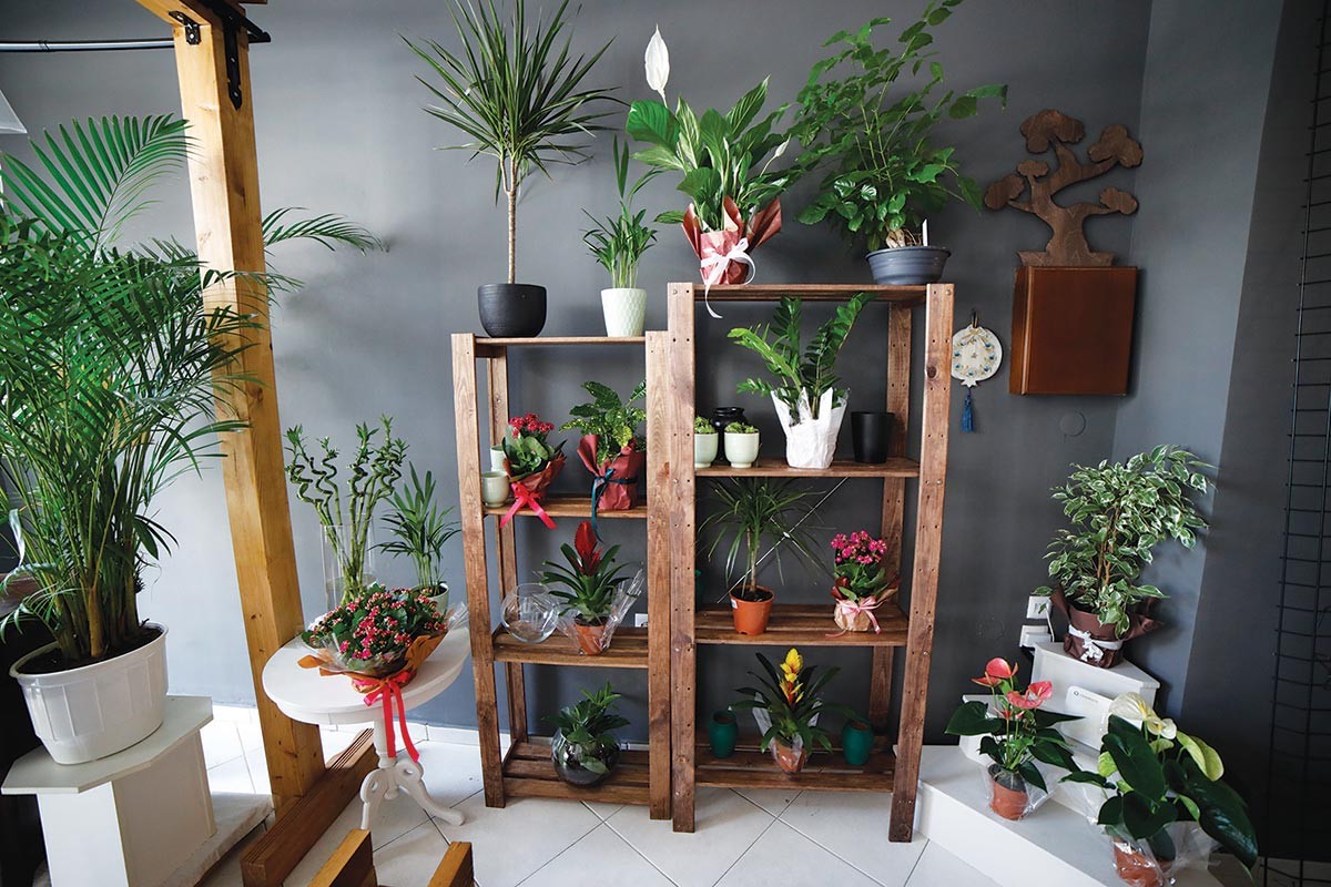 Bonsai Mekkos Flowers λουλούδια από τον τόπο σου